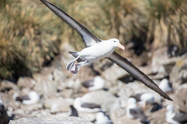 A gaivota a voar sobre a rocha
