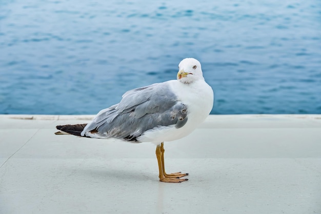 A gaivota branca caminha ao longo da orla de concreto perto do mar calmo