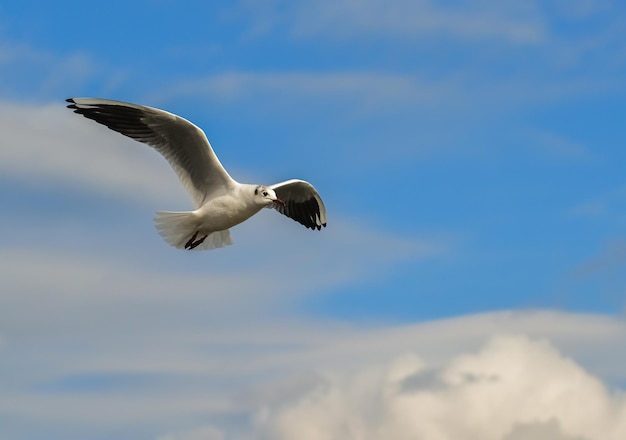 Foto a gaivota de cabeça preta chroicocephalus ridibundus larus ridibundus pássaro em voo com as asas abertas mar negro