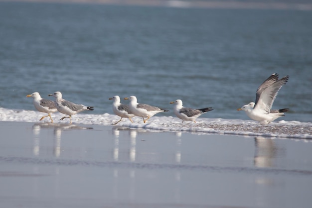 A gaivota de Pallas em uma praia