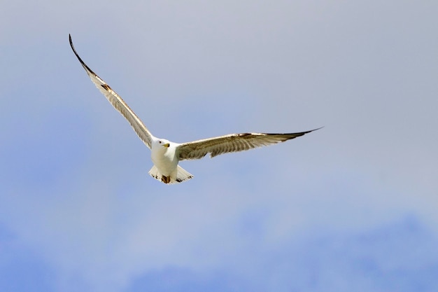 A gaivota de patas amarelas é uma espécie de ave charadriiforme da família laridae