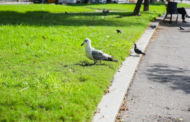 A gaivota está correndo na grama verde