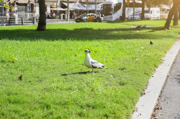 A gaivota está correndo na grama verde