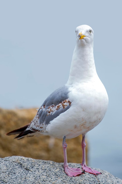 A gaivota está de pé sobre uma pedra Gaivota de arenque europeia Larus argentatus Close de uma gaivota em pé sobre uma rocha perto da água