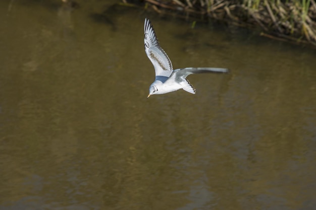 A gaivota está voando no céu azul. Mostre claramente o corpo inteiro