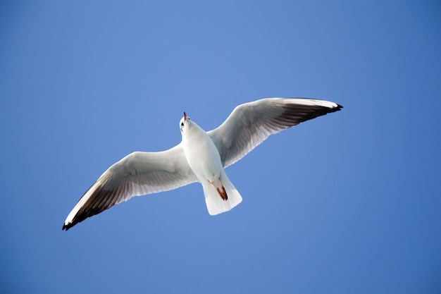 A gaivota está voando no céu sobre as águas do mar