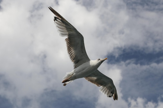 A gaivota está voando