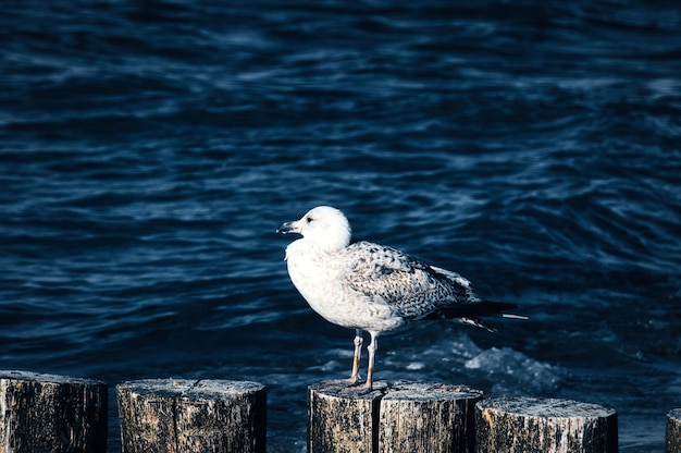 A gaivota fica em um quebra-mar que se projeta para o mar Báltico no pôr do sol do mar