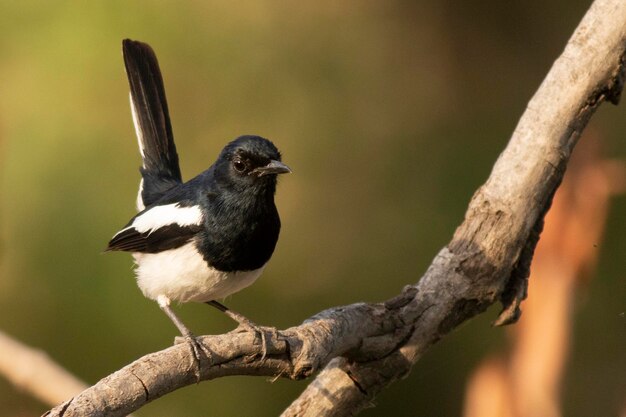 Foto a gaivota indiana robin em perched