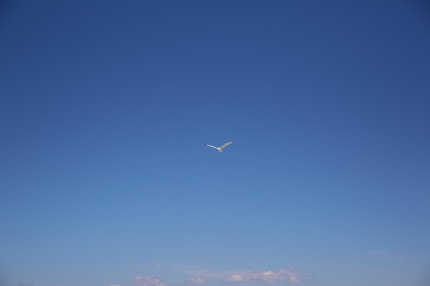 A gaivota voa no céu azul