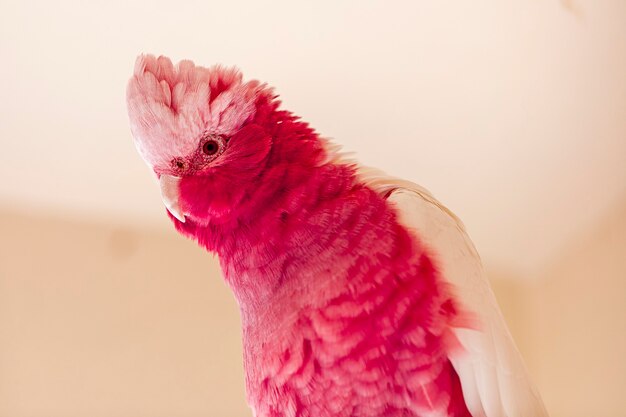 A galah (Eolophus roseicapilla), também conhecida como rosa e cinza, é uma das cacatuas mais comuns e difundidas.