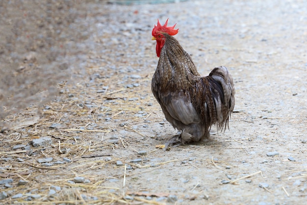 A galinha anã masculina de japão no jardim da fazenda