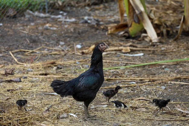 A galinha galo luta e bebê chinken no jardim na Tailândia