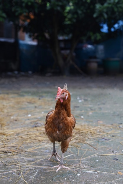 A galinha vermelha de Rhode Island é ficar e relaxar no jardim da fazenda da Ásia