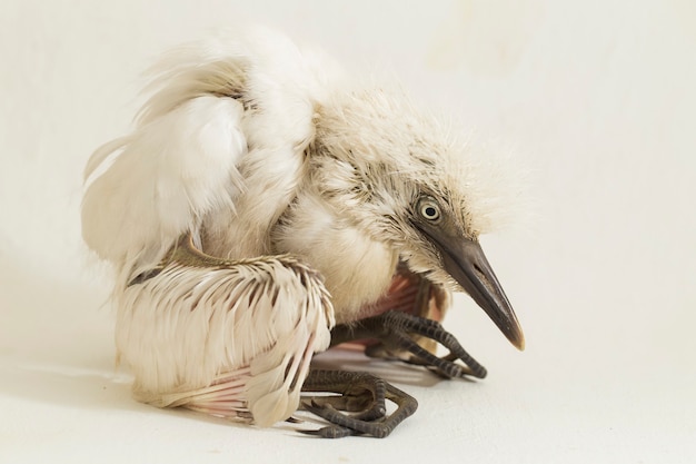 A garça-branca Egretta garzetta isolada no fundo branco