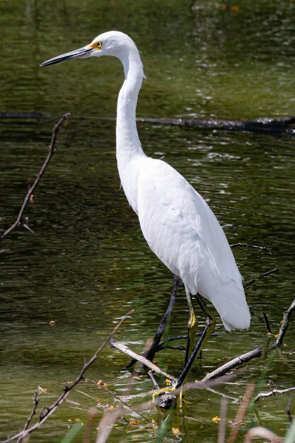 Foto a garça branca no lago