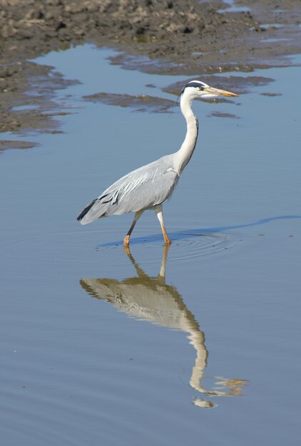 A garça branca num lago