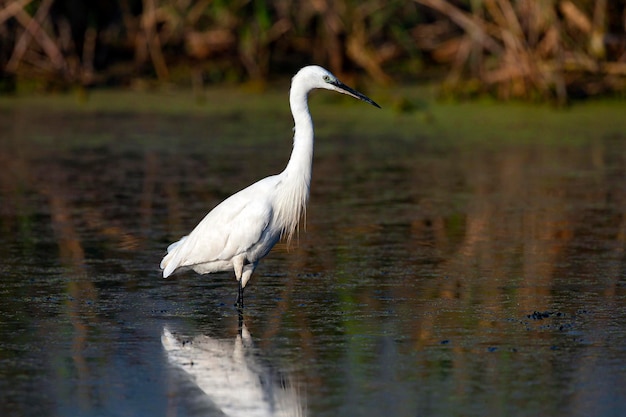 A garça branca pequena está pescando