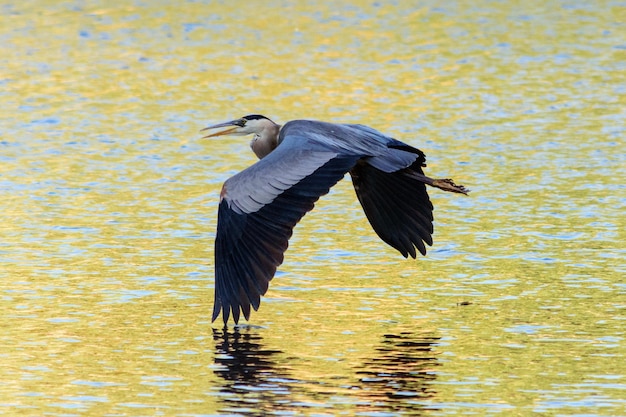 A garça cinzenta a voar acima do lago