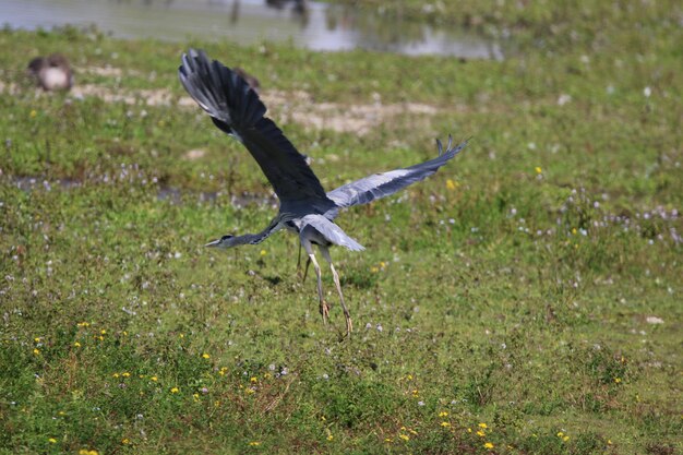 A garça cinzenta a voar sobre um campo