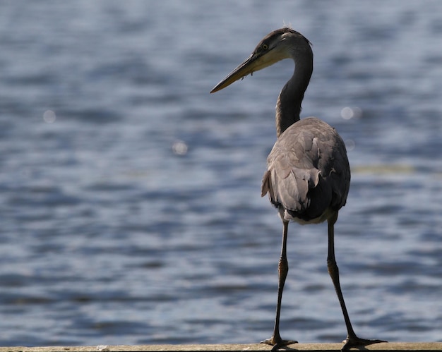 A garça cinzenta ao lado do lago