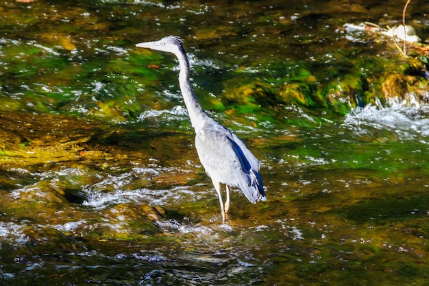 A garça cinzenta Ardea cinerea em um rio