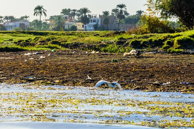 A garça cinzenta ardea cinerea sobrevoa o rio nilo