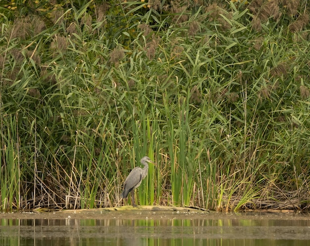 A garça cinzenta em um fundo de juncos verdes