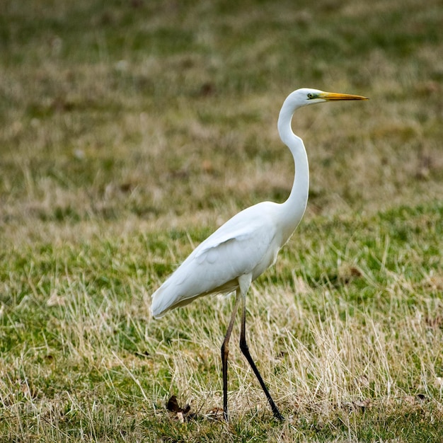 A garça cinzenta no campo.