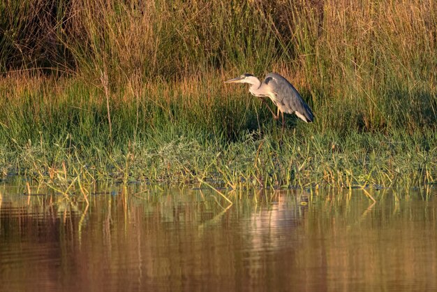 Foto a garça cinzenta no seu ambiente natural