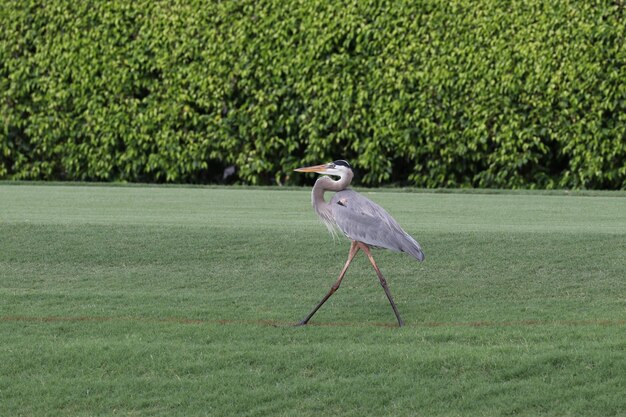 A garça cinzenta sentada num campo