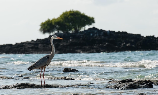 A garça em cima de uma rocha no mar contra o céu