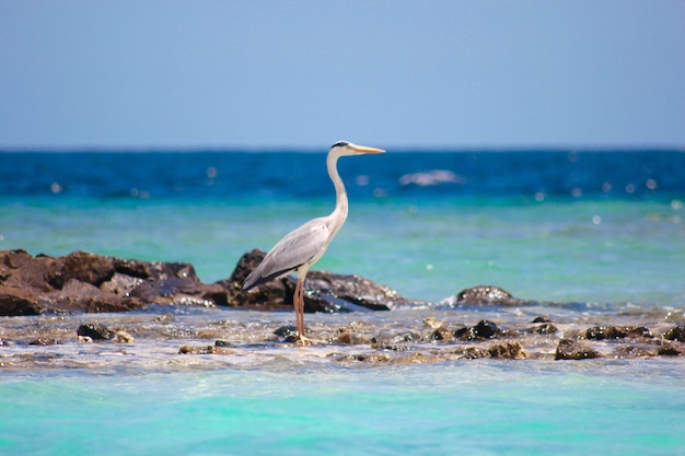 A garça erguida no mar contra o céu limpo