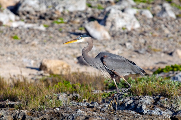 A garça-real Ardea herodias