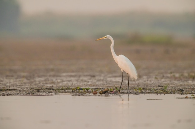 A garça sentada no lago ao pôr-do-sol