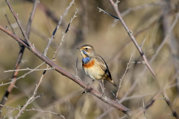 A garganta azul Luscinia svecica