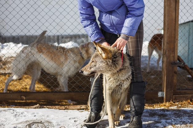 A garota com o lobo cinzento no aviário com cães e lobos