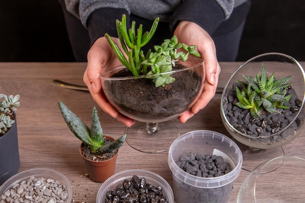 A garota está envolvida no transplante de suculentas em um florarium de vidro. Hobbies, flores em casa.