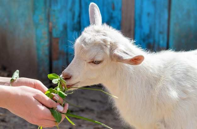 A garota está segurando nas mãos de grama verde fresca e alimenta uma pequena cabra. cuidar dos animais