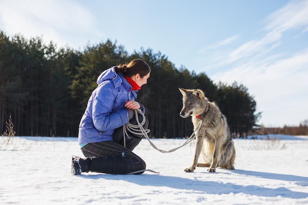 A garota está treinando um verdadeiro lobo malvado cinza.