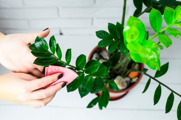 A garota limpa as folhas verdes da flor com um pano rosa.