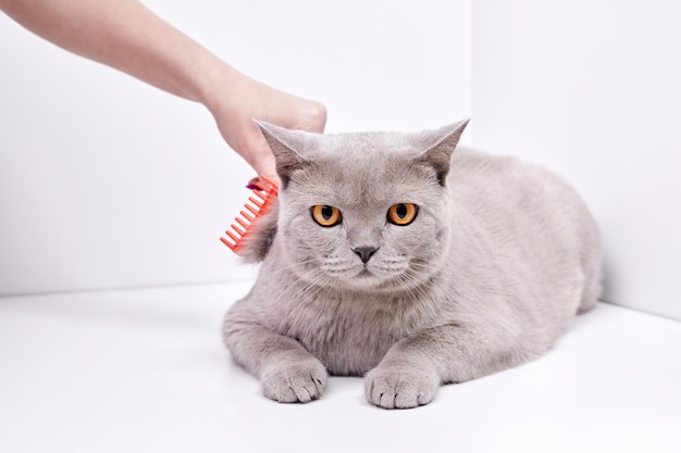 A garota penteia o cabelo de um gato shorthair britânico