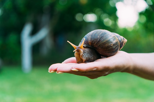 A garota tem um grande caracol na mão. Um grande caracol puro-sangue