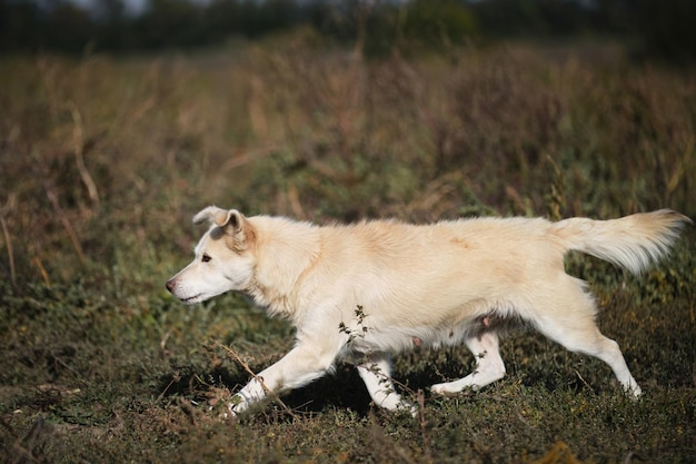 A garotinha mestiça de cachorro branco caminha ao ar livre entre a grama alta verde amarela Cão de raça mista