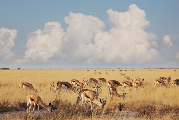 Foto a gazela (antidorcas marsupialis) no mato africano, namíbia.