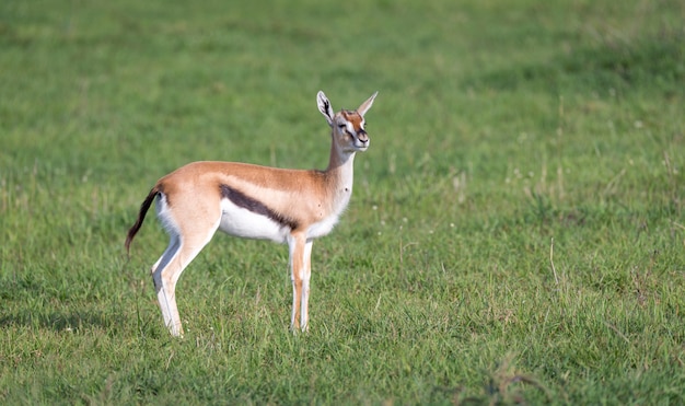 A gazela de Thomson com sua prole na savana