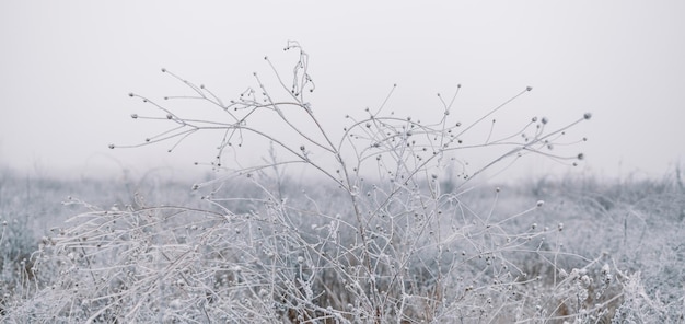 A geada cobriu caules de plantas secas em um prado de inverno com fundo desfocado, fundo de inverno