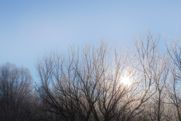 A geada nas árvores congeladas é iluminada pelos raios do sol ao amanhecer.