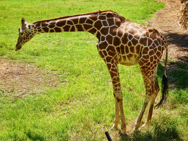 A girafa come no zoológico da China. Verão