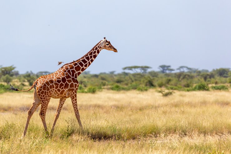 A girafa da Somália passa por um prado verdejante